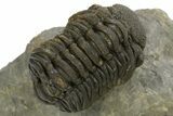 Detailed Morocops Trilobite - Ofaten, Morocco #310263-2